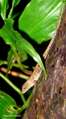 Anolis wilsoni
