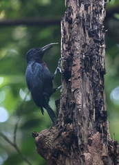 Melanerpes herminieri