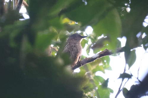 Scaly-breasted Thrasher (Allenia fusca), photo 6