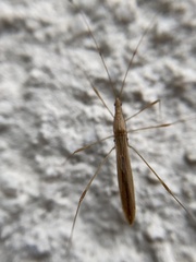 Neoneides