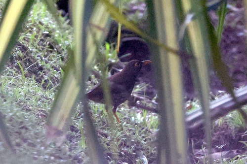 Forest Thrush
