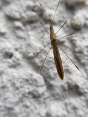 Neoneides