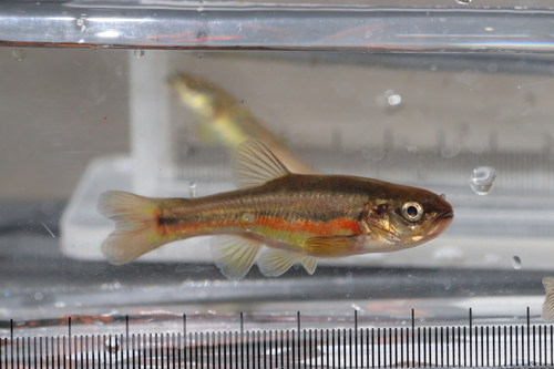Finescale dace (Chrosomus neogaeus) — Cyprinidae — 3