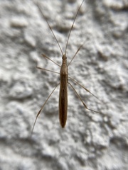 Neoneides