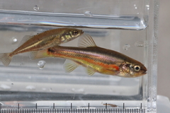 Chrosomus neogaeus
