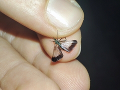 Rhamphomyia marginata