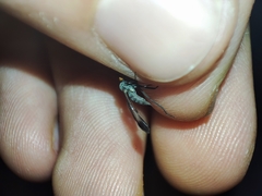 Rhamphomyia marginata