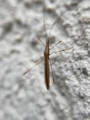 Neoneides