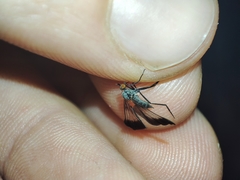 Rhamphomyia marginata