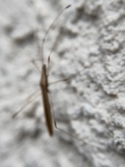 Neoneides