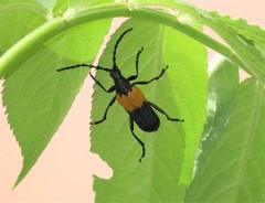 Desmocerus palliatus