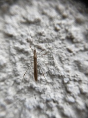 Neoneides