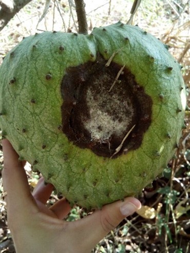 Colletotrichum image