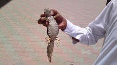 Uromastyx ornata philbyi