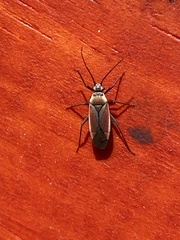 Lopidea marginata