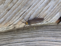 Cisseps fulvicollis