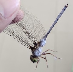 Zyxomma obtusum