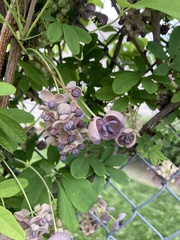 Akebia