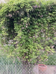 Akebia
