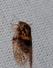 Creiis lituratus