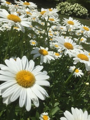 Leucanthemum × superbum