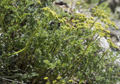 Cymopterus terebinthinus californicus
