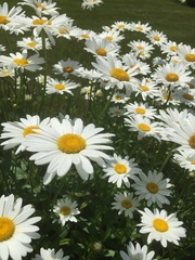 Leucanthemum × superbum