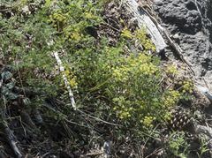 Cymopterus terebinthinus californicus
