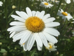 Leucanthemum × superbum