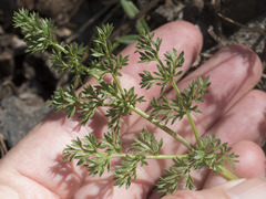 Cymopterus terebinthinus californicus