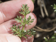 Cymopterus terebinthinus californicus