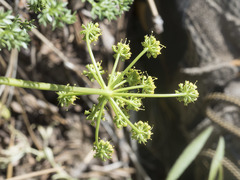 Cymopterus terebinthinus californicus