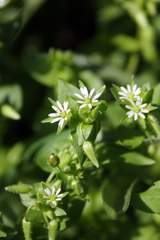 Stellaria ruderalis