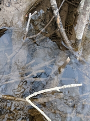 Emydoidea blandingii