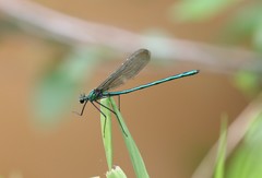 Calopteryx angustipennis