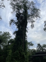 Magnoliopsida