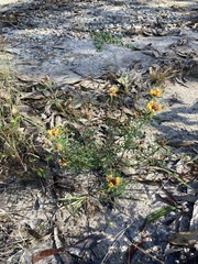 Pultenaea robusta