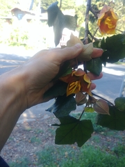 ×chiranthofremontia lenzii