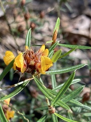 Pultenaea robusta