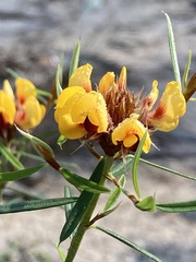 Pultenaea robusta