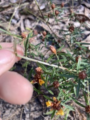 Pultenaea robusta