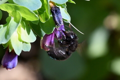Xylocopa tabaniformis orpifex