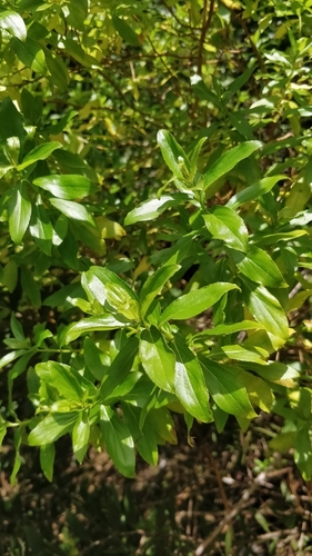 Hypericum glandulosum (Hypericum glandulosum)