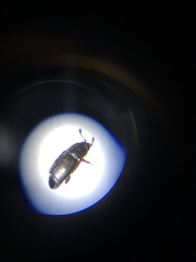 Carpophilus brachypterus