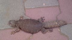 Uromastyx ornata philbyi
