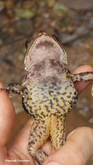 Incilius leucomyos