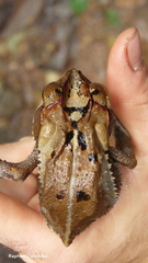 Incilius leucomyos