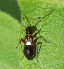 Teleorhinus