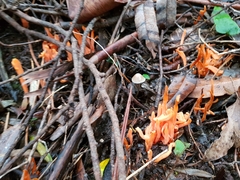 Clavulinopsis sulcata