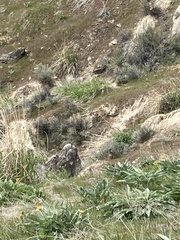 Marmota flaviventris